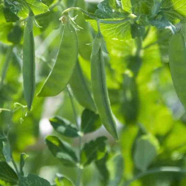 snow-pea-oregon-seeds-1 snow-pea-oregon-seeds-1