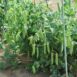 snow-pea-oregon-seeds-2