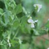 snow-pea-oregon-seeds-3