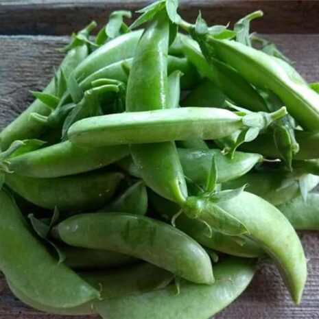 sugar-snap-climbing-pea-seeds