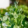 sugar-snap-pea-bush-2