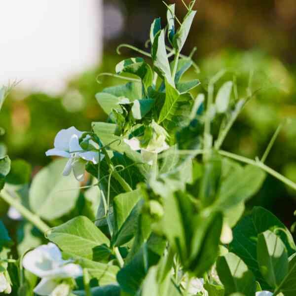 sugar-snap-pea-bush-2 sugar-snap-pea-bush-2