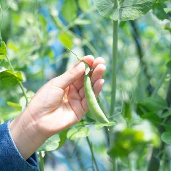 sugar-snap-pea-bush-3 sugar-snap-pea-bush-3