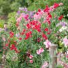 sweetpea-knee-high-seeds-2