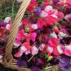 sweetpea-knee-high-seeds-3