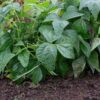 bean-bush-strike-seeds-2