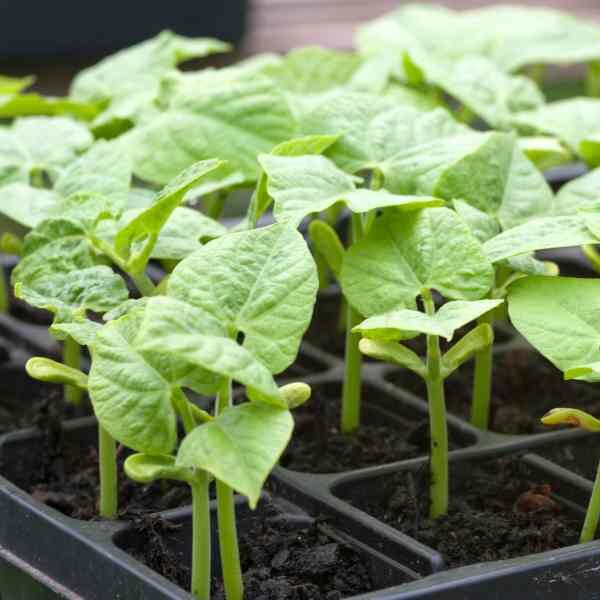 bean-gourmet-delight-seeds-3 bean-gourmet-delight-seeds-3