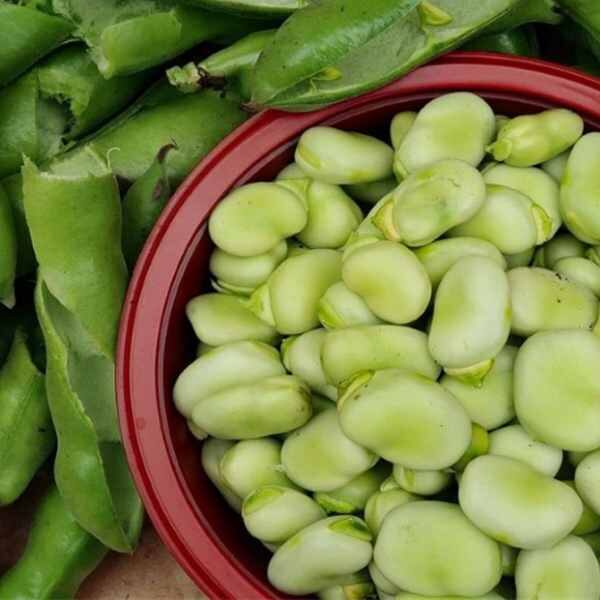 broad-bean-coles-dwarf-seed