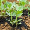 broad-bean-coles-dwarf-seeds-1