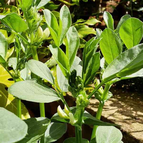 broad-bean-coles-dwarf-seeds-2 broad-bean-coles-dwarf-seeds-2