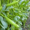 broad-bean-coles-dwarf-seeds-3