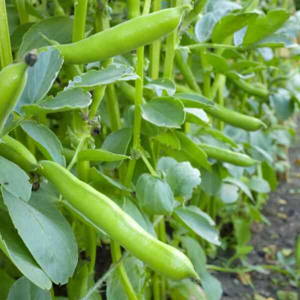 broad-bean-coles-dwarf-seeds-3 broad-bean-coles-dwarf-seeds-3