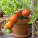 cherry-tomato-tigerella-seeds-1