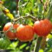 cherry-tomato-tigerella-seeds-2