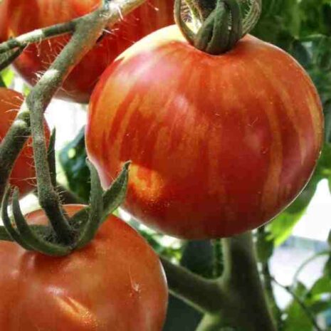 cherry-tomato-tigerella-seeds