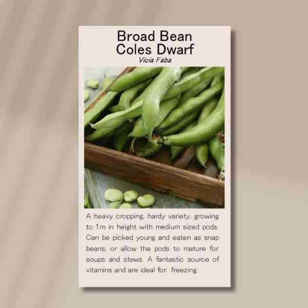 coles-dwarf-front-1 coles-dwarf-front-1