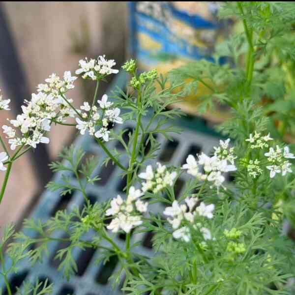 coriander-moroccan-seeds-2 coriander-moroccan-seeds-2