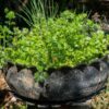 coriander-moroccan-seeds-3