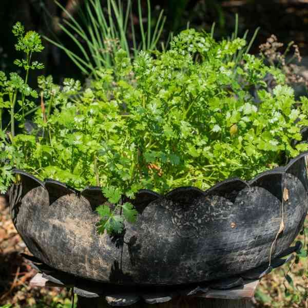 coriander-moroccan-seeds-3 coriander-moroccan-seeds-3