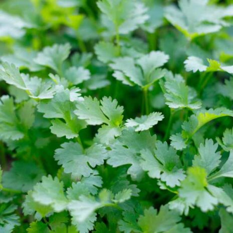 coriander-morrocan-seeds