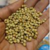 kencoriander-moroccan-seeds-1
