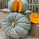 queensland-blue-pumpkin-seeds-2