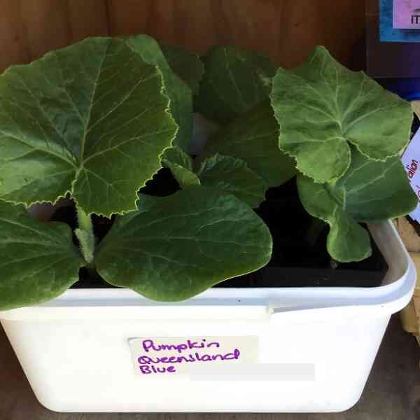 queensland-blue-pumpkin-seeds-3 queensland-blue-pumpkin-seeds-3