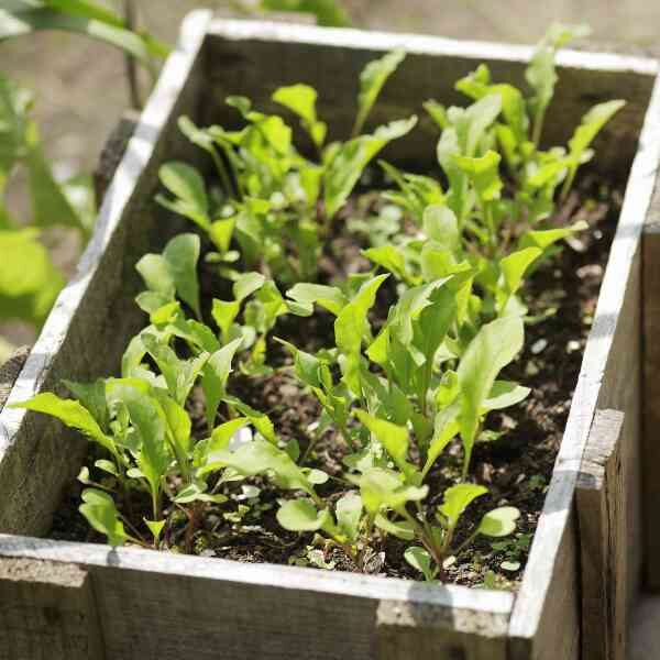 rocket-salad-seeds-2 rocket-salad-seeds-2