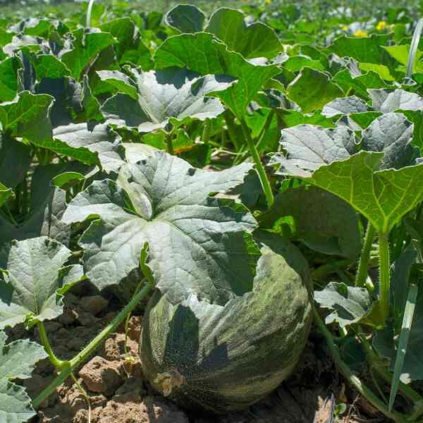 rockmelon-piel-de-sapo-seeds-2 rockmelon-piel-de-sapo-seeds-2