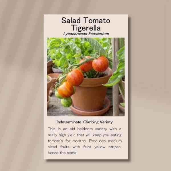 tigerella-front tigerella-front