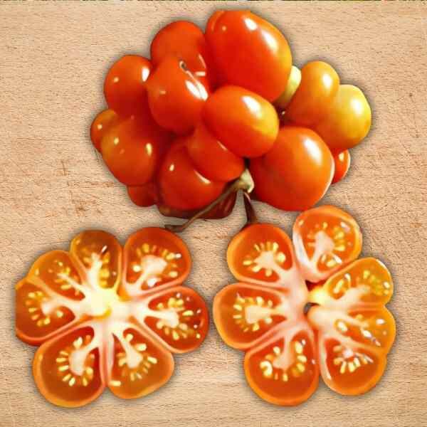 tomato-reistomate-seeds-1 tomato-reistomate-seeds-1