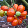 tomato-reistomate-seeds-3