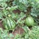 watermelon-sugar-baby-seeds-3