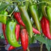 anaheim-chilli-seeds-3