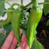 anaheim-chilli-seeds-4