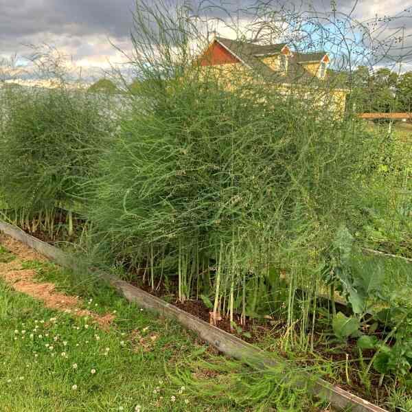 asparagus-earl-of-aegenteuil-seeds-2 asparagus-earl-of-aegenteuil-seeds-2