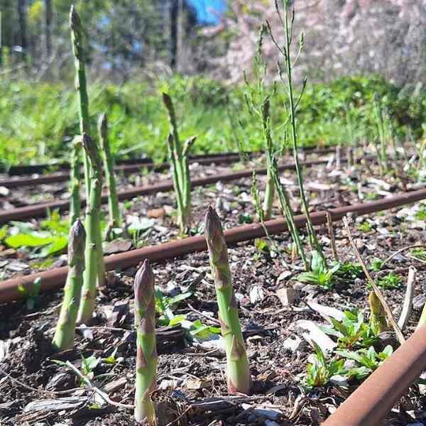 asparagus-earl-of-aegenteuil-seeds-3 asparagus-earl-of-aegenteuil-seeds-3