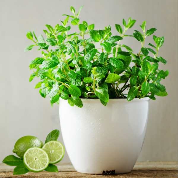 basil-mrs-burns-lime-seed