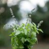 basil-mrs-burns-lime-seeds-2