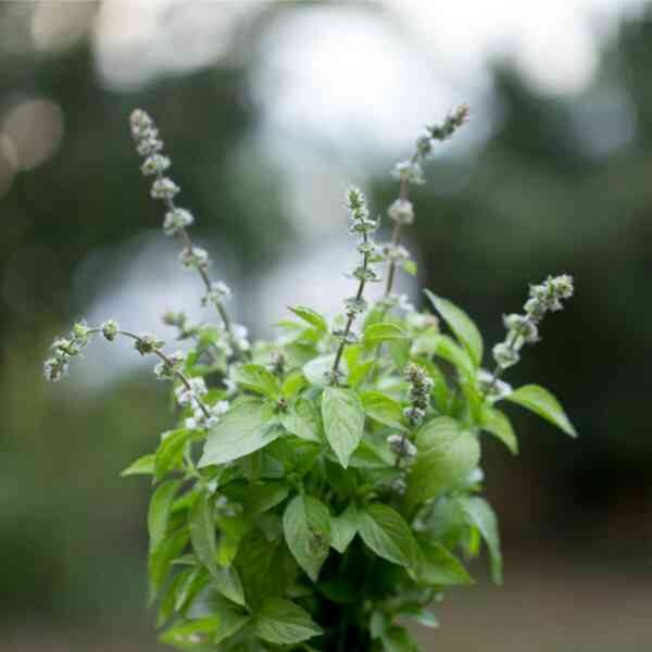 basil-mrs-burns-lime-seeds-2 basil-mrs-burns-lime-seeds-2