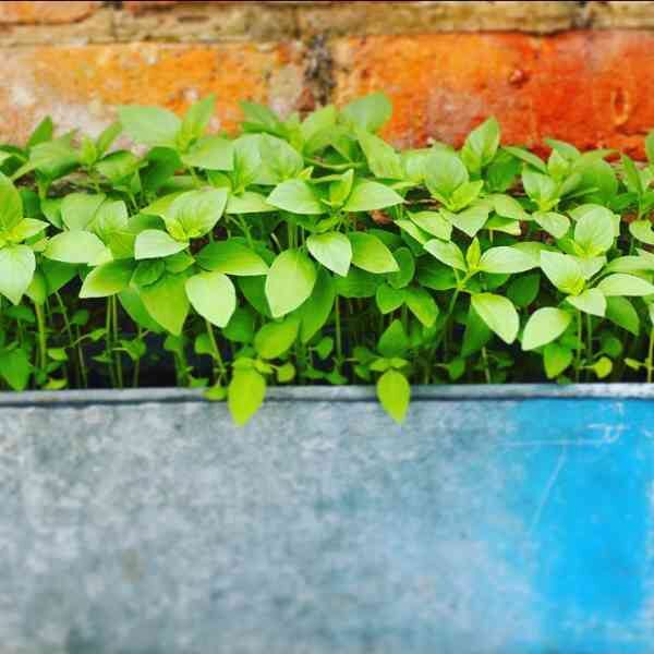 basil-mrs-burns-lime-seeds-5 basil-mrs-burns-lime-seeds-5