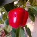 capsicum-california-wonder-seeds-1