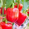 capsicum-california-wonder-seeds-2