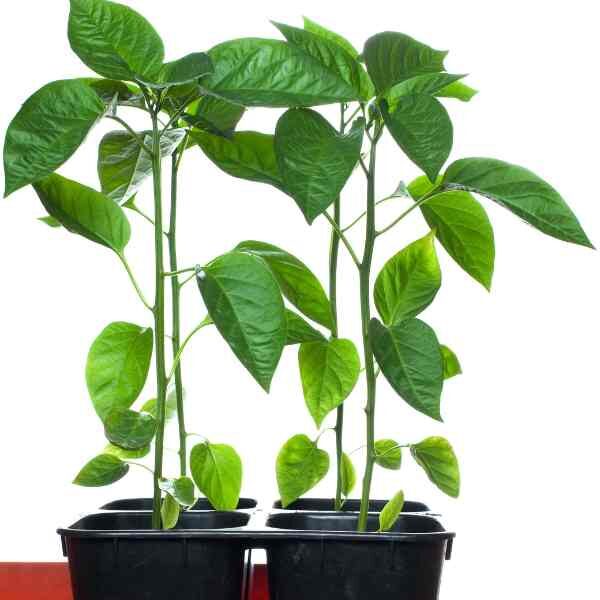 capsicum-california-wonder-seeds-3 capsicum-california-wonder-seeds-3