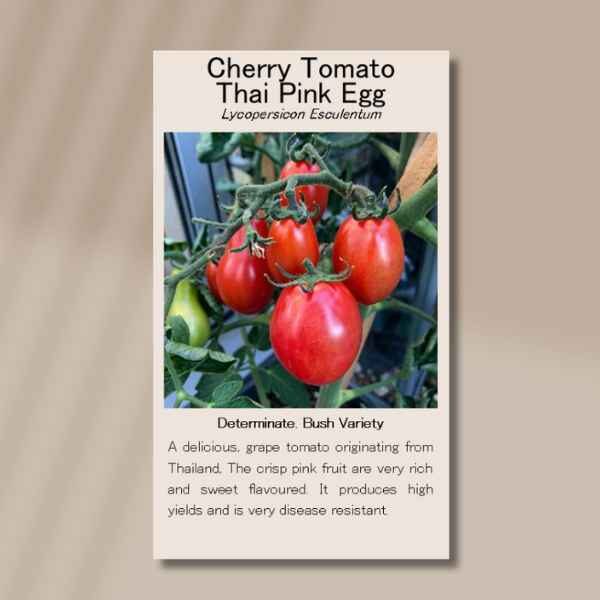 cherry-tomato-thai-pink-egg-front front side of cherry tomato thai pink egg seed packet
