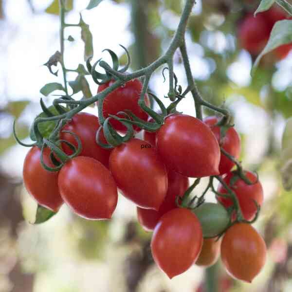 cherry-tomato-thai-pink-egg-seeds-1