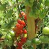 cherry-tomato-thai-pink-egg-seeds-2