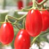 cherry-tomato-thai-pink-egg-seeds-3