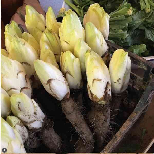 chicory-witloof-seeds-1 chicory-witloof-seeds-1