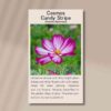 Cosmos candy stripe front